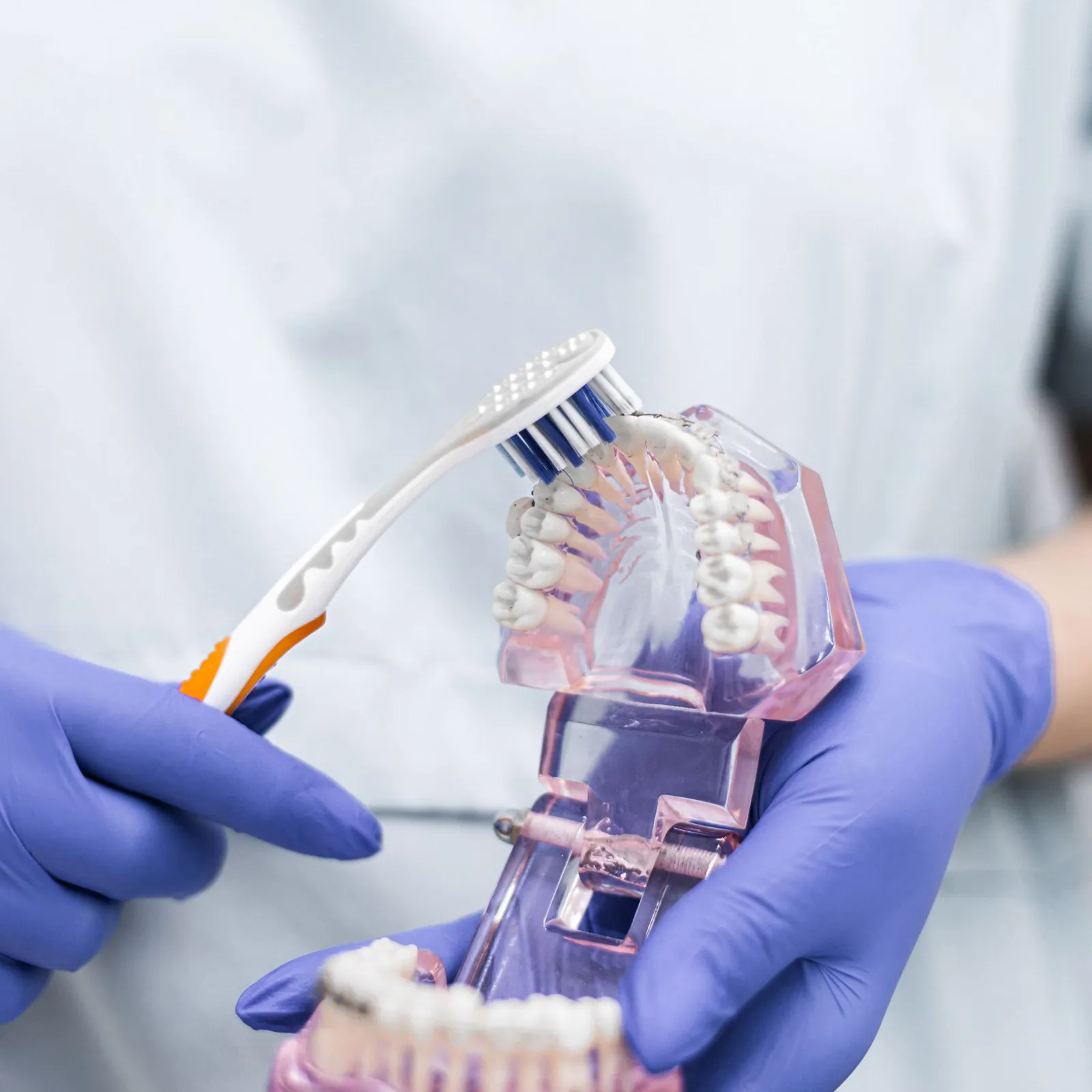 A dental study model and a toothbrush in gloved hands.